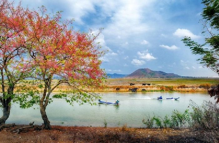 Các bộ phận của cây ô môi được dùng làm thuốc.