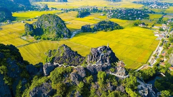 Cảnh cánh đồng lúa chín vàng óng ả nhìn từ trên đỉnh Hang Múa. (Ảnh: Trangangolfandresort)