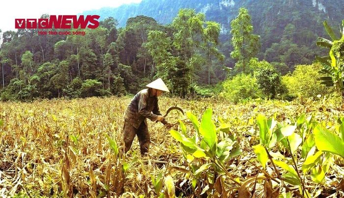 Sau 1 năm triển khai trồng cây dong riềng sắp đến ngày thu hoạch, nhiều hộ dân không giấu được niềm vui.