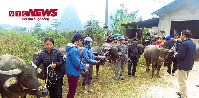 Ông Hoàng Văn Tiến, Chủ tịch UBND xã Trùng Khánh hướng dẫn bà con cách chăm sóc trâu giống.