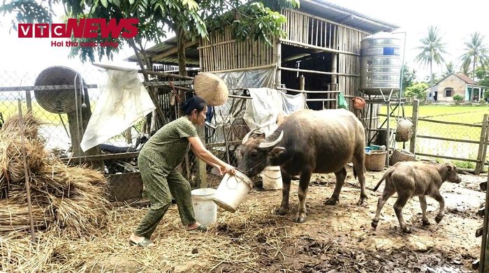 Gia đình ông Đào Văn Giáp ở xóm Khâm Thành là một trong những hộ được hỗ trợ con giống, sau 1 năm trâu mẹ đã đẻ được 1 nghé con.