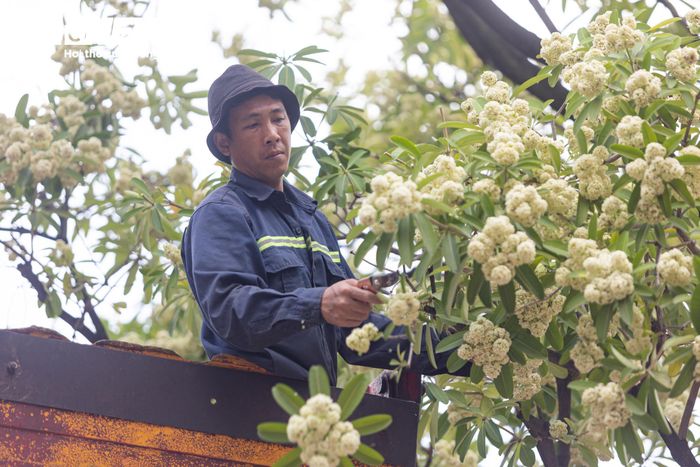Từ trên cao, công nhân dùng kéo cắt tỉa từng chùm hoa, giảm lượng hoa trên tán nhưng vẫn giữ lại cây xanh trên tuyến phố.