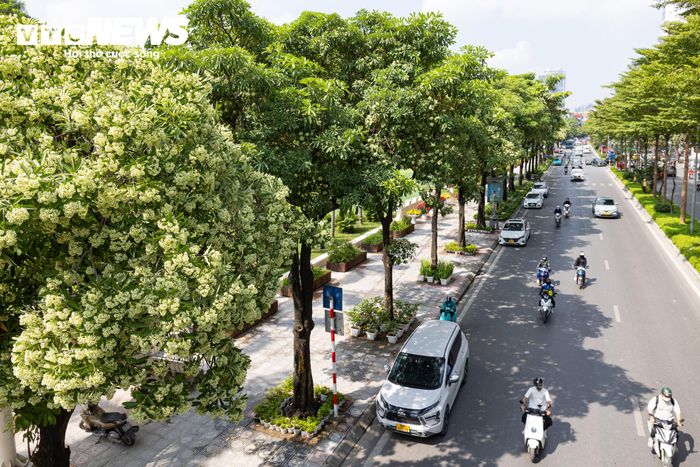 Trước đó, ngày 14/10, Phó Chủ tịch UBND TP Hà Nội Trương Việt Dũng giao Sở Xây dựng phối hợp với các phường, xã rà soát những tuyến phố, khu dân cư có mật độ hoa sữa cao. 