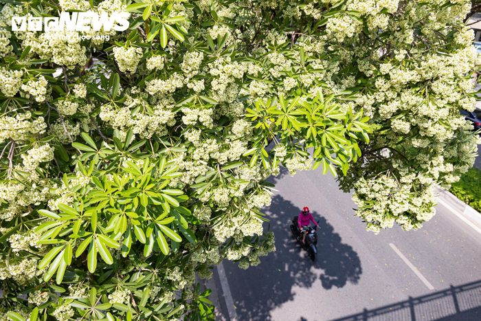 Theo ghi nhận, 139 cây hoa sữa trên phố Trung Hòa được Công ty Cổ phần Xây dựng Đông Đô thực hiện cắt tỉa. 
