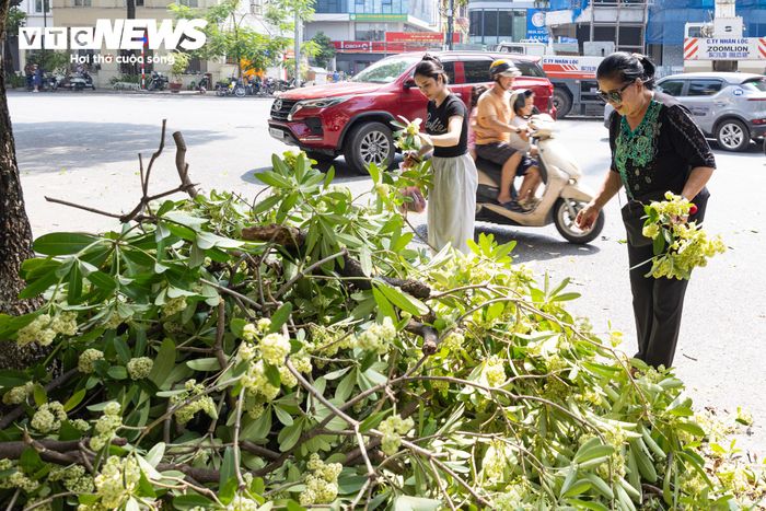 Trong lúc công nhân cắt tỉa, một số người dân tranh thủ nhặt những cành hoa còn đẹp mang về cắm tại nhà.