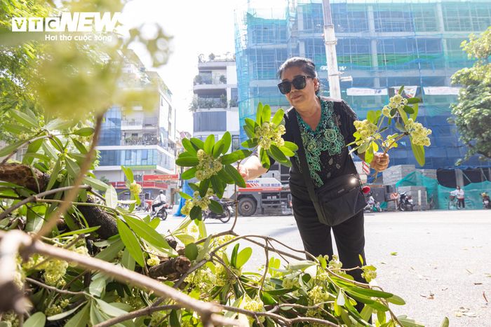 Bà Thanh Huyền chia sẻ, hoa sữa có hương thơm đặc trưng, gắn bó với ký ức của nhiều thế hệ người Hà Nội. Thấy những cành hoa đẹp bị cắt bỏ, bà tiếc nuối nên nhặt một số cành mang về cắm.