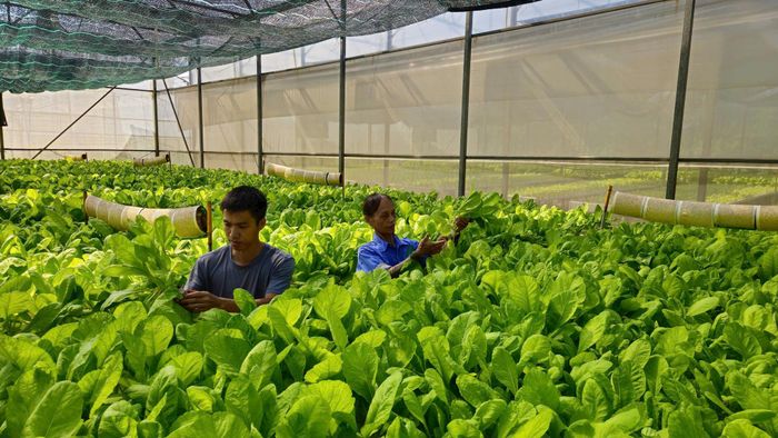 Vùng rau hữu cơ Đa Tốn (xã Bát Tràng). Ảnh: PV