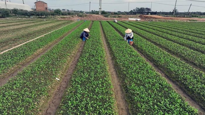 Phát triển nông nghiệp an toàn cần gắn với mục tiêu sử dụng hiệu quả tài nguyên, giảm tác động đến môi trường và nâng cao khả năng thích ứng với biến đổi khí hậu. Ảnh: PV