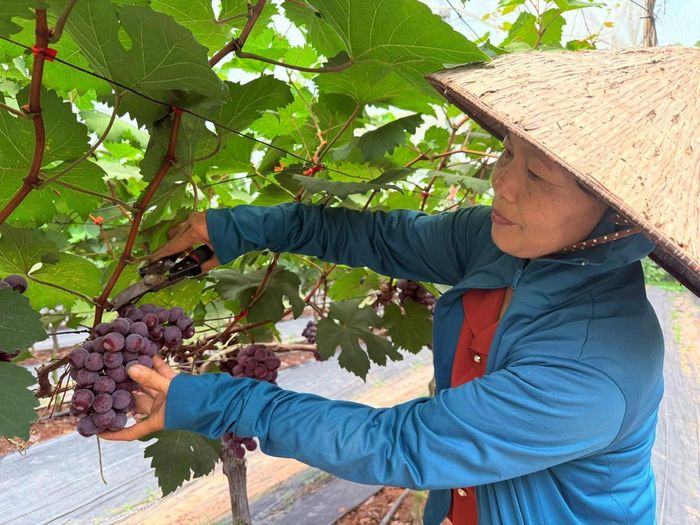 Trái ngọt từ nông trại năng suất cao. Ảnh: Kiều Thoan Thu