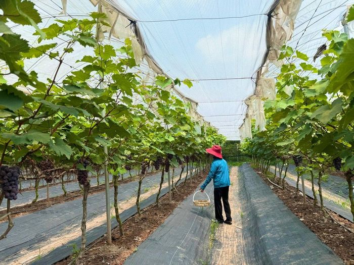 Một mô hình nho năng suất cao tại xã Liên Minh, Hà Nội do phụ nữ làm chủ. Ảnh: Kiều Thoan Thu 