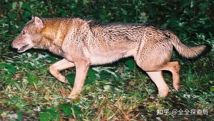 Sự kiện sói Nhật Bản: Phân loài cổ xưa bị tuyệt chủng năm 1905 do dịch bệnh dại năm 1732 và chính sách săn diệt triệt để thời Minh Trị; năm 1996 ghi nhận ảnh chụp nghi vấn; năm 2018 ghi lại tiếng hú trùng khớp tần số âm học; năm 2024 nghiên cứu gen khẳng định dấu vết di truyền của nó vẫn tồn tại trong loài chó Đông Á.