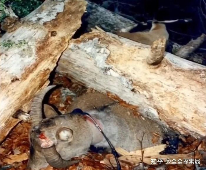 Mở đầu bằng sự kiện sơn dương Pyrenees tuyệt chủng hai lần: Cá thể cuối cùng tên Celia chết do cây đổ năm 2000 tại Tây Ban Nha; năm 2003 được nhân bản vô tính thành công nhưng chỉ sống sót được vài phút do dị tật phổi.