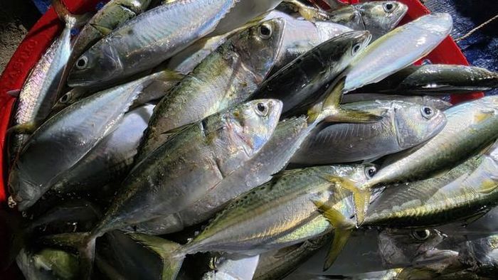 Những ngày trúng đậm, mỗi chuyến biển có thể mang lại nguồn thu cho ngư dân từ 5-7 triệu đồng.