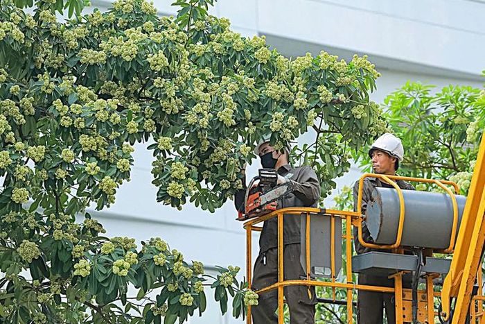 Các đơn vị thuộc Sở Xây dựng Hà Nội triển khai cắt tỉa hoa sữa trên nhiều tuyến phố. (Ảnh Minh Đức)
