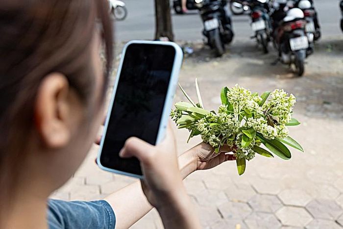 Trong lúc công nhân cắt tỉa hoa sữa, nhiều người dân dừng lại chụp ảnh, nhặt hoa mang về. (Ảnh Minh Đức)