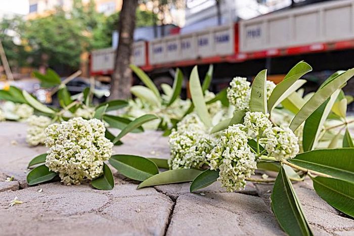 Hoa sữa là nét đặc trưng của mùa thu Hà Nội, nhưng khi hương thơm quá nồng, nhiều người dân mong muốn thành phố có giải pháp phù hợp. (Ảnh Minh Đức)