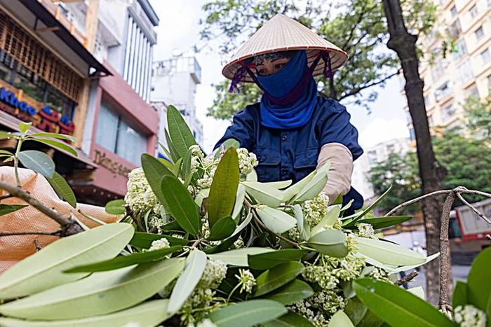 Việc cắt tỉa hoa sữa tại Hà Nội nhận nhiều ý kiến trái chiều: người đồng tình vì mùi hương quá nồng, người tiếc nuối bởi nét đặc trưng của mùa thu Thủ đô. (Ảnh Minh Đức)