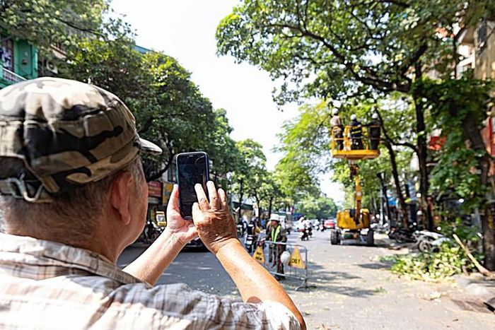 Việc cắt tỉa hoa sữa ở Hà Nội nhận được sự quan tâm của người dân. (Ảnh Minh Đức)