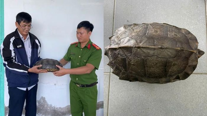 Công an phường Chi Lăng tiếp nhận cá thể rùa đất lớn do người dân tự nguyện giao nộp. Công an tỉnh An Giang