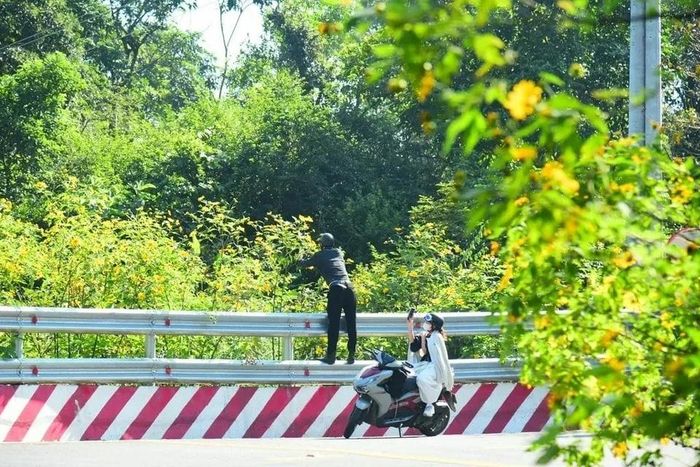  Du khách ngắt hoa dã quỳ tại Vườn Quốc gia Ba Vì, bất chấp cảnh báo, nhắc nhở. Ảnh: Việt Khoa. 