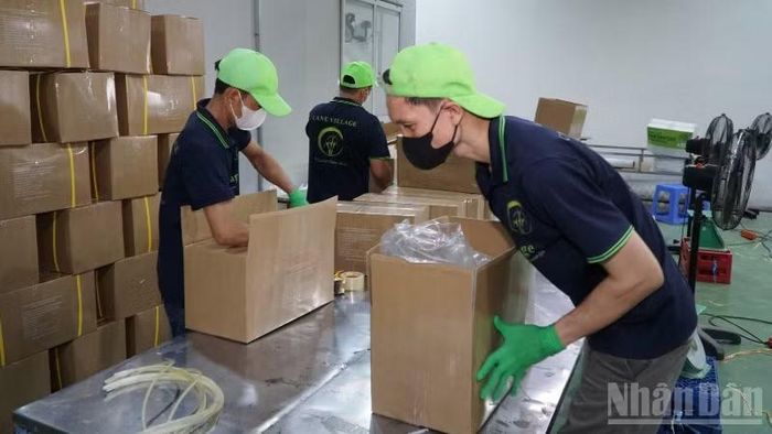 Công nhân thực hiện các công đoạn đóng gói, bảo quản. (Ảnh: VĂN ÚT)