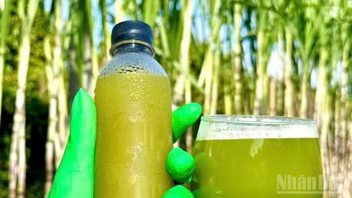 Người trồng mía Tân Phước Hưng kỳ vọng liên kết với doanh nghiệp để ổn định đầu ra, nâng giá trị sản phẩm. (Ảnh: VĂN ÚT)