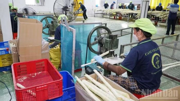 Công nhân thực hiện các công đoạn cắt thành khúc dài khoảng 40-50cm. (Ảnh:VĂN ÚT)