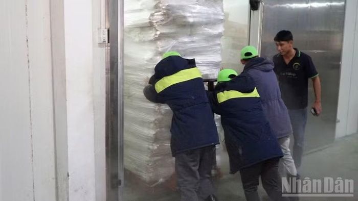 Mía được vận chuyển về nhà máy để sơ chế, cấp đông xuất khẩu. (Ảnh: VĂN ÚT)