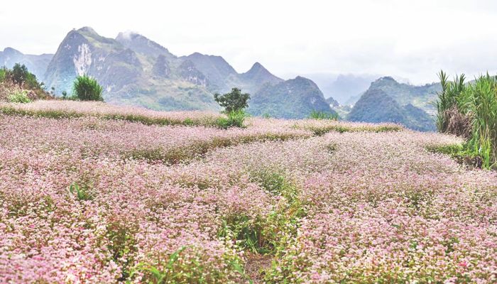 Mùa tam giác mạch trên cao nguyên đá. (Ảnh THANH HỒNG)