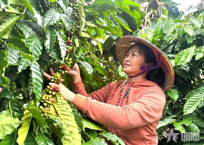 Chị Hoàng Thị Mọi áp dụng kỹ thuật chăm sóc khoa học để nâng cao năng suất vườn cà phê.