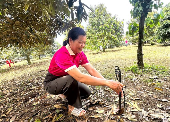 Chị Lương Thị Thanh Thủy không ngừng học hỏi, ứng dụng khoa học - công nghệ vào chăm sóc vườn cây.