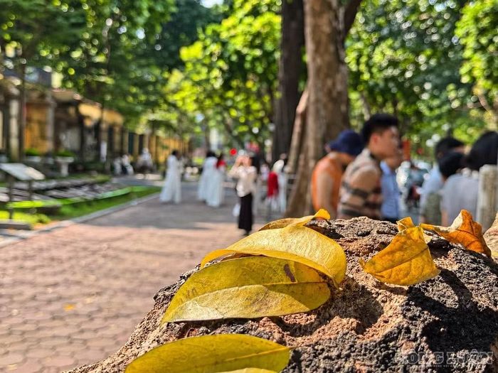 Những chiếc lá vàng dưới nắng trở thành dấu hiệu gần gũi của mùa thu trên phố Hà Nội. Ảnh: Diệu Linh