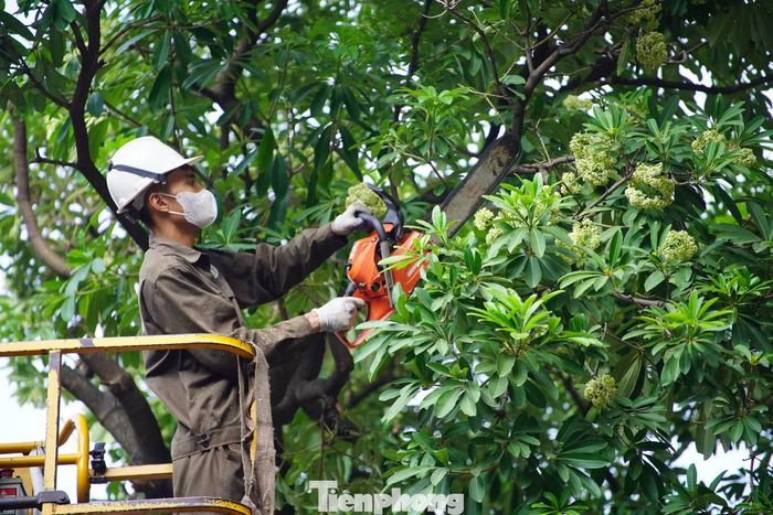 Cắt tỉa hoa sữa tại phố Lê Thanh Nghị (phường Bạch Mai, Hà Nội)