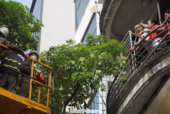 Người dân sống gần hàng cây hoa sữa ủng hộ chặt tỉa bớt hoa tránh gây mùi