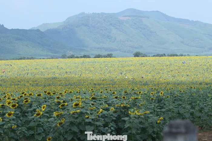  Từ xa, những thảm hoa vàng rực trải dài đến tận chân trời, tạo nên bức tranh thiên nhiên﻿ ấn tượng, níu kéo người đi đường dừng chân chiêm ngưỡng. 