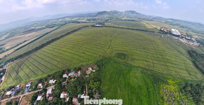 Trải rộng trên diện tích khoảng 150ha, những cánh đồng hoa nối tiếp nhau khoảng 2km dọc tuyến Quốc lộ 48E qua xã Nghĩa Lâm (tỉnh Nghệ An).