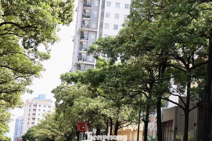 Tại phố Trung Hòa, nhiều cành nhánh lộ rõ, khiến diện mạo tuyến phố thay đổi đáng kể.