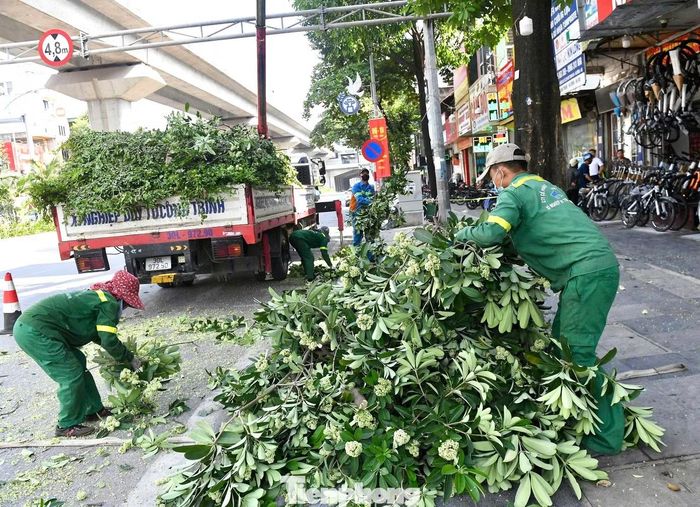 Trong 2 ngày 16-17/10, hoa sữa trên nhiều tuyến phố của Thủ đô như Lê Thanh Nghị, Đào Tấn, Trung Hòa... đều đồng loạt được cắt tỉa.