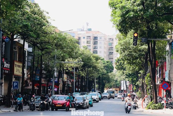Sau khi được cắt tỉa, hàng cây hoa sữa trên nhiều tuyến phố Hà Nội trở nên thưa tán, cành nhánh lộ rõ, không còn um tùm như trước.