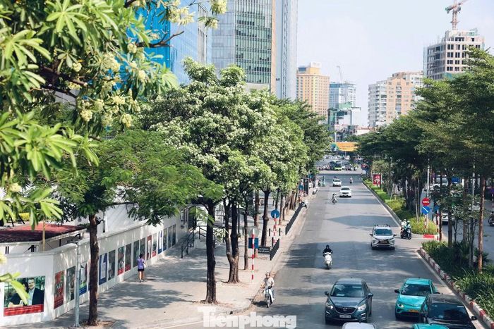 Hoa sữa (với tên khoa học Alstonia scholaris) - phổ biến trên nhiều tuyến phố với mùi hoa đặc trưng, tuy nhiên cần phải kiểm soát mật độ trồng trong đô thị để không ảnh hưởng đến người dân như trên phố Nguyễn Du, Đào Tấn, Nguyễn Chí Thanh, Trung Hòa.
