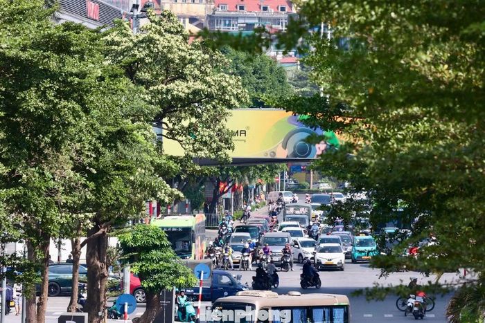 Theo thống kê, Hà Nội hiện có khoảng 14.400 cây hoa sữa. Đây là loại cây đạt tỷ lệ nhận diện phổ biến, đứng thứ 4 trong số các loại cây quen thuộc nhất với người dân Hà Nội.