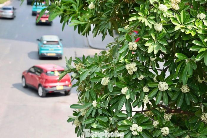 Trên phố Đào Tấn, hàng cây hoa sữa thưa tán đáng kể sau ngày đầu được cắt tỉa.