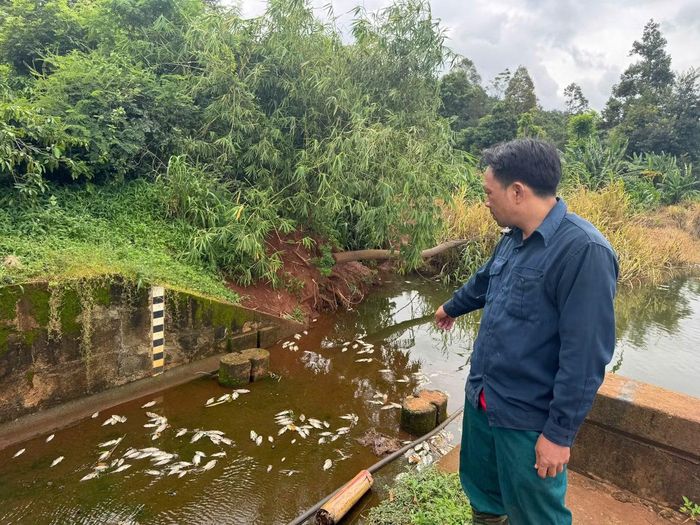 Cá tại khu vực hồ Ea Trum chết chưa rõ nguyên nhân.