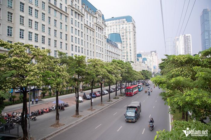 Hoa sữa trên đường Mễ Trì. Ảnh: Kiều Oanh