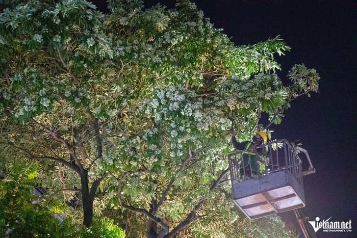 Hoa sữa trổ bông trắng muốt phủ kín cả tán cây được công nhân cắt tỉa nhằm giảm bớt mật độ.