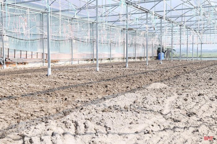Để chuẩn bị cho vụ sản xuất mới, ngay sau khi thu hoạch dưa vào cuối tháng 9, gia đình ông Thiên đã vệ sinh khu vực trồng, xử lý đất bằng vôi và bổ sung phân bón, tạo nền đất phù hợp trước khi xuống giống.