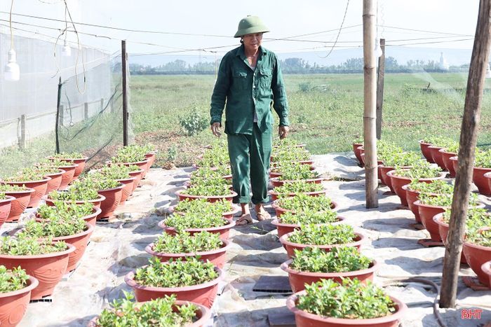 Với kinh nghiệm tích lũy qua nhiều năm, người trồng hoa ở Xuân Sơn đang kỳ vọng một vụ hoa Tết thuận lợi. Tuy nhiên, hiệu quả sản xuất còn phụ thuộc vào diễn biến thời tiết, chi phí đầu vào và sức mua của thị trường.