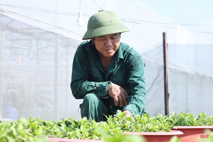 Ông Biên thông tin: “Trồng hoa Tết đòi hỏi phải tính toán kỹ thời gian xuống giống, lựa chọn chủng loại phù hợp với thị hiếu khách hàng. Năm nay, gia đình tôi tiếp tục trồng hoa chậu bên cạnh hoa trồng luống, vừa đa dạng sản phẩm, vừa đáp ứng nhu cầu trang trí nhà cửa, cơ quan dịp Tết. Hy vọng thời tiết thuận lợi, hoa sinh trưởng tốt, nở đúng thời điểm để tiêu thụ thuận lợi, mang lại thu nhập cho gia đình”.