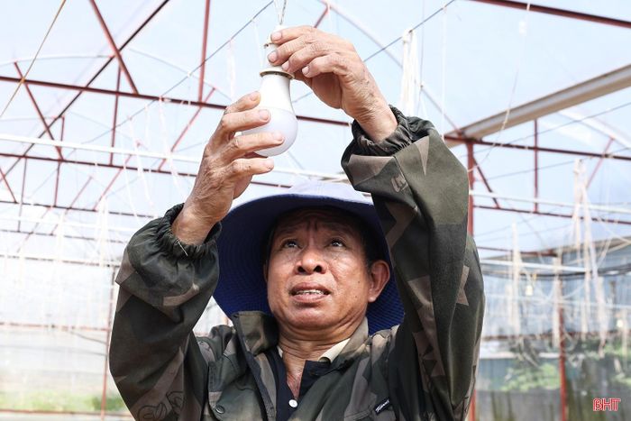 Bên cạnh khâu chuẩn bị đất, ông Trình còn nâng cấp hệ thống chiếu sáng, chủ động các điều kiện kỹ thuật phục vụ quá trình chăm sóc, điều chỉnh sinh trưởng của hoa, hướng đến bảo đảm chất lượng và thời điểm thu hoạch.