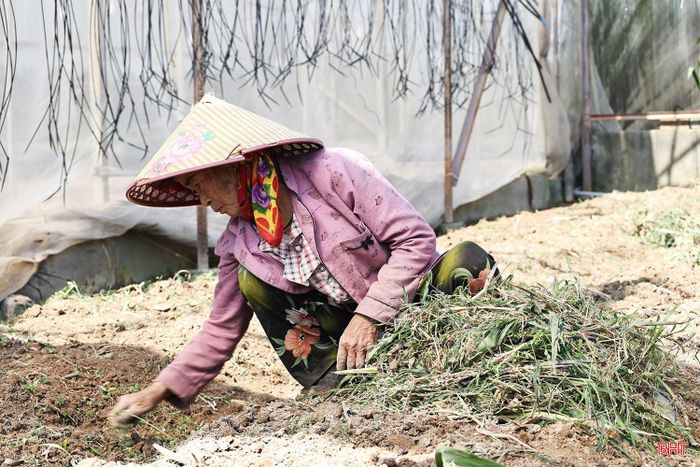 Tận dụng những ngày nắng ráo, nhiều hộ dân tại thôn Xuân Sơn đang tập trung làm đất. Theo bà con, các loại hoa giống chủ yếu được nhập từ các nhà vườn ở Đà Lạt. Năm nay, do chi phí đầu vào tăng, giá giống cũng cao hơn khoảng 10% so với năm trước, hiện dao động 70.000-80.000 đồng/100 cây.